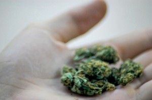 cannabis in hand